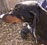 dobepic