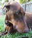 dobepic