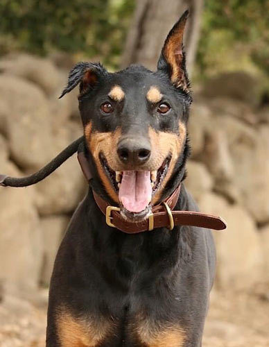 The Senior Doberman Project