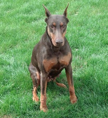 The Senior Doberman Project