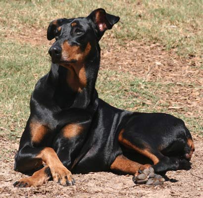 The Senior Doberman Project